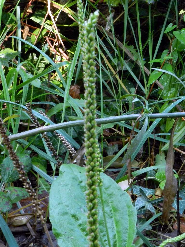 Plantago major / Piantaggine maggiore